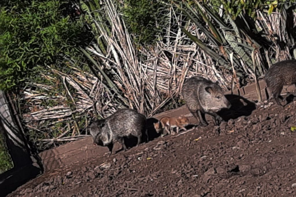 Nuevos nacimientos en el Bioparque