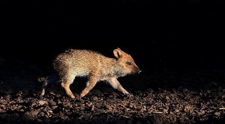 Nacieron tres pecaríes de