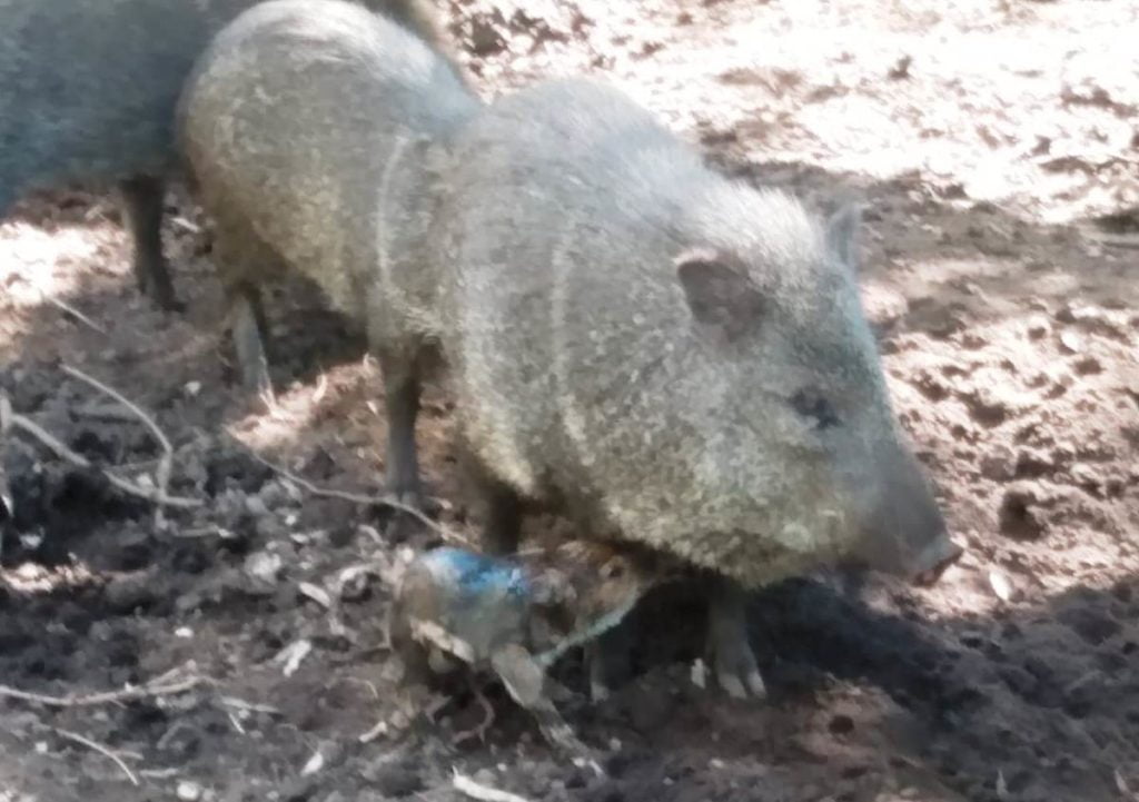 Nuevo nacimiento en el