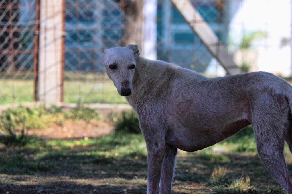 Adopta un galgo