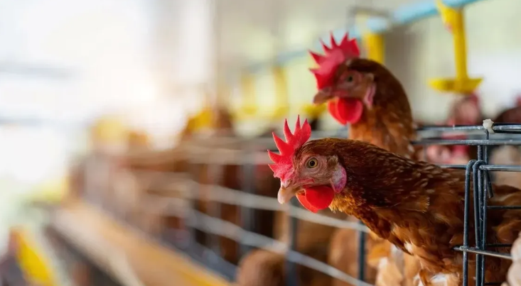 Sacrificaron a 50 patos