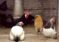 Confirman gripe aviar en Rauch y son cinco los municipios bonaerenses con casos