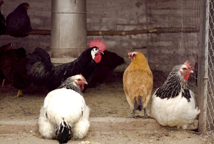 Confirman gripe aviar en