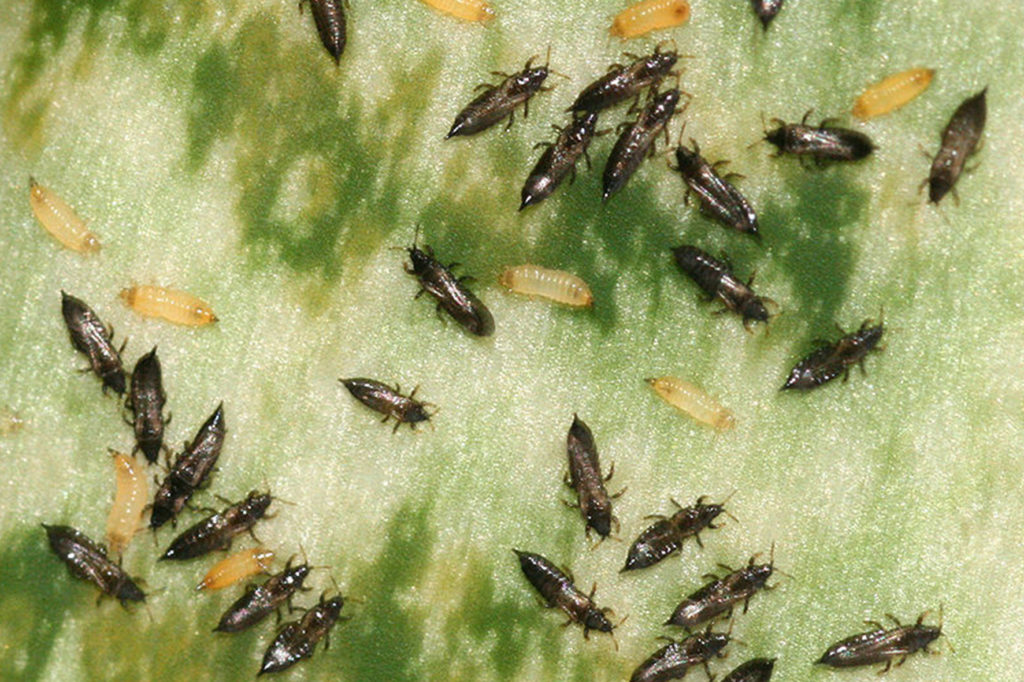Invasión de insectos en