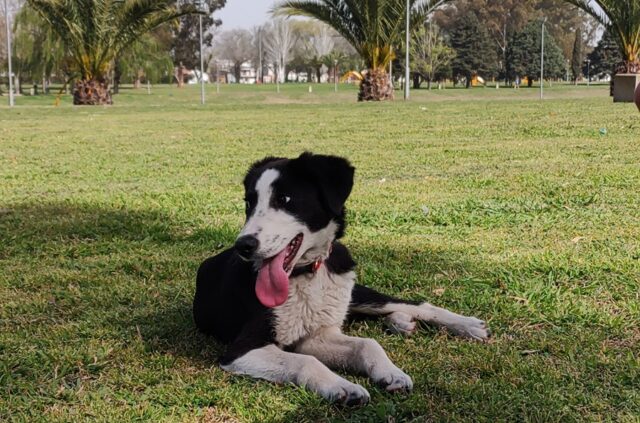 Adoptar un perro