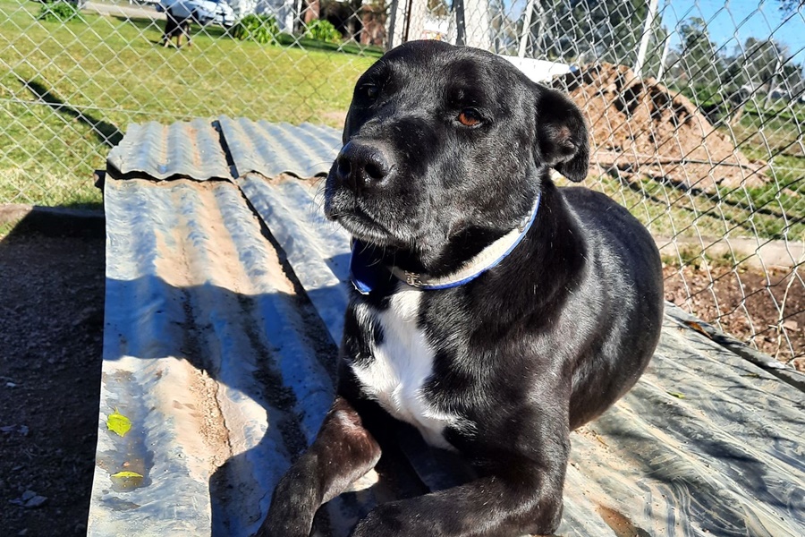 Adoptar con el corazón