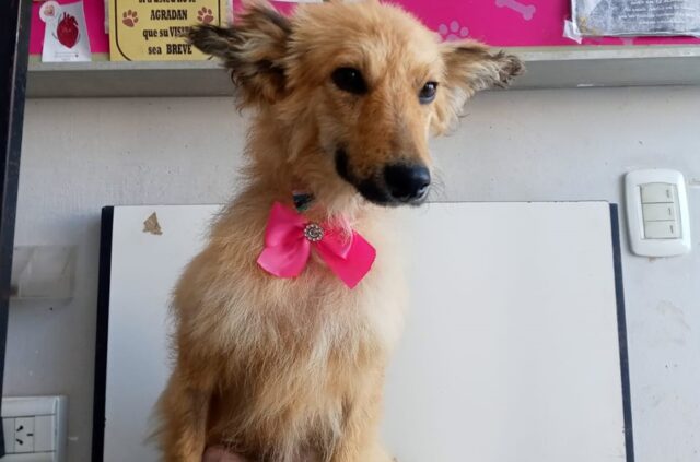 En viernes de adopciones