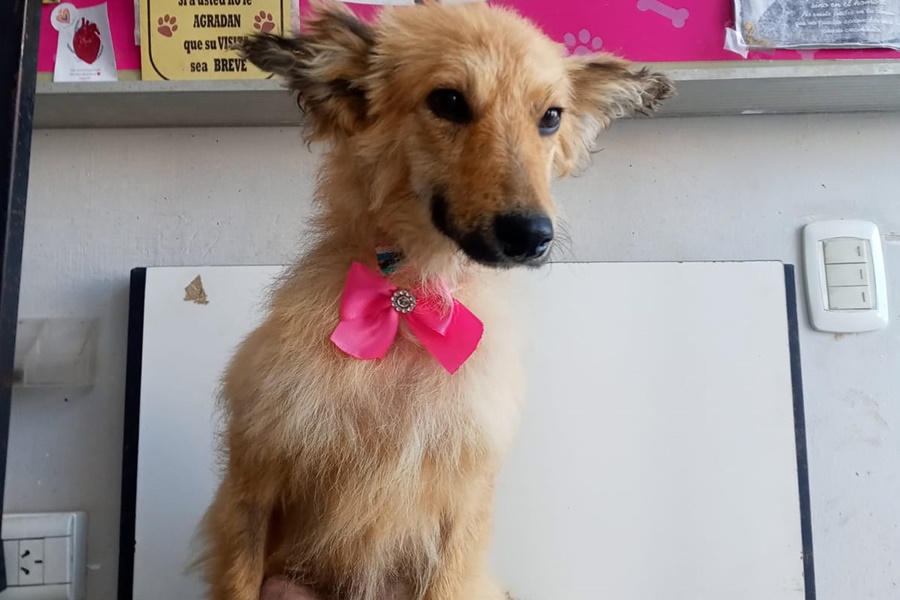 En viernes de adopciones