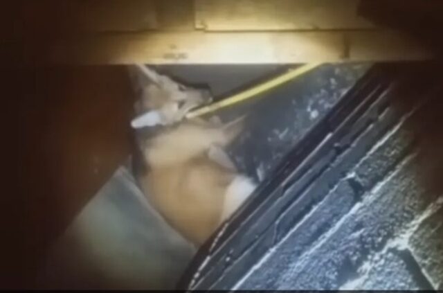 Encontraron un Aguará Guazú en Olavarría