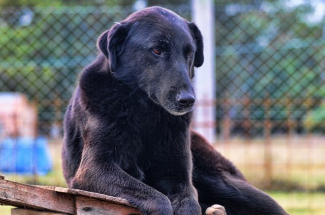 Se busca hogar para