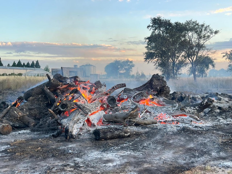 Incendiaron toneladas de leña