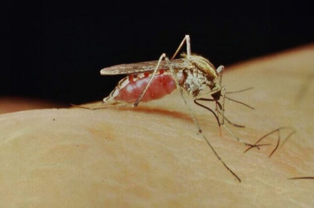 Ola del mosquito plaga