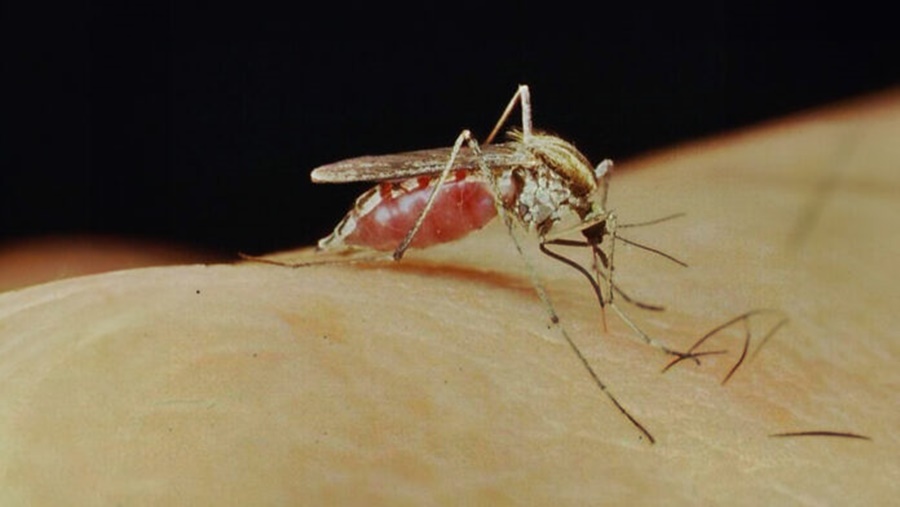 Ola del mosquito plaga