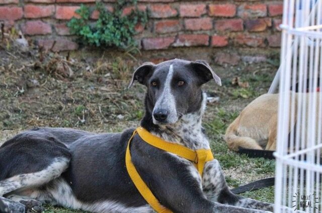 Fako busca una familia