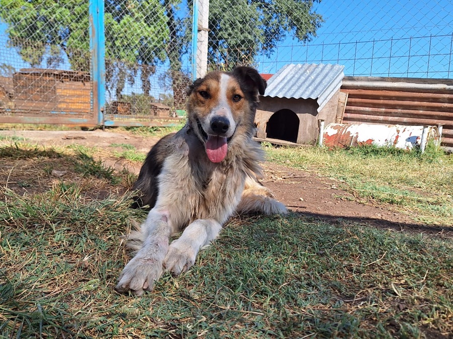 Bromatología busca un hogar