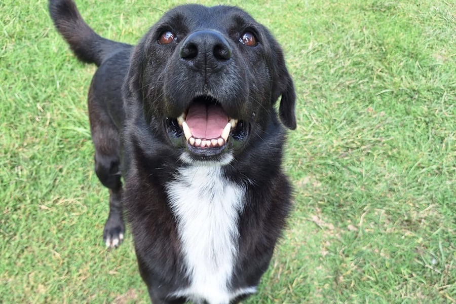 Paticon en adopcion
