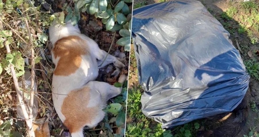 Envenenamiento de perros
