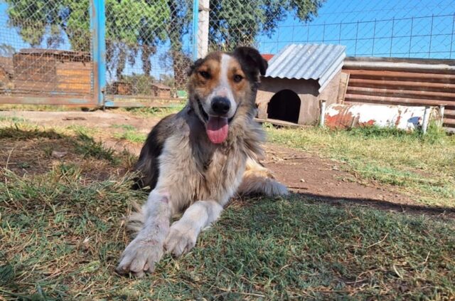 Bromatología busca un hogar