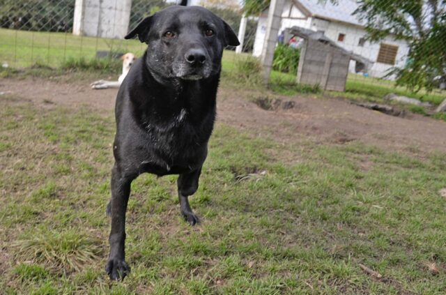 Hanson busca una familia