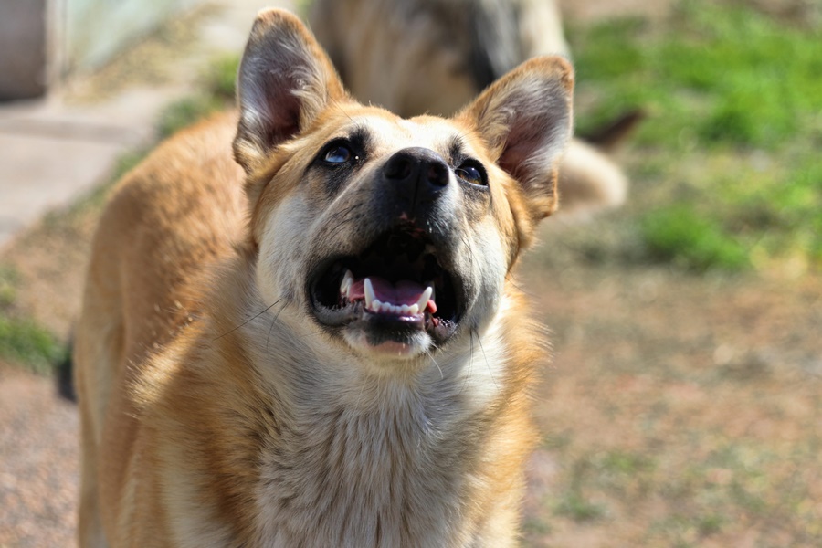 Sarco busca hogar