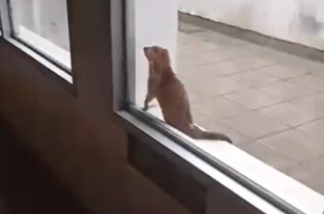Una comadreja entró al
