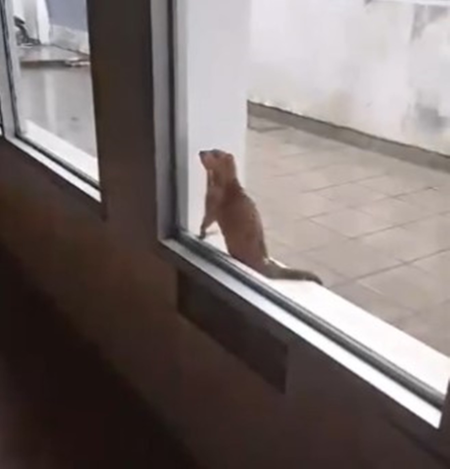 Una comadreja entró al