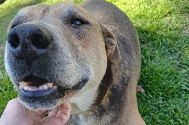 Bromatología busca hogar para