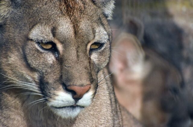 Apareció un puma en