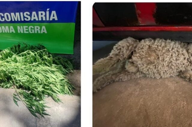 Robaron un cordero y