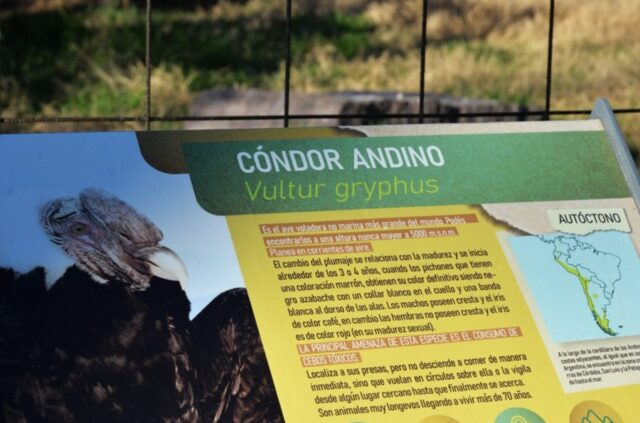 Nuevo nacimiento de cóndor