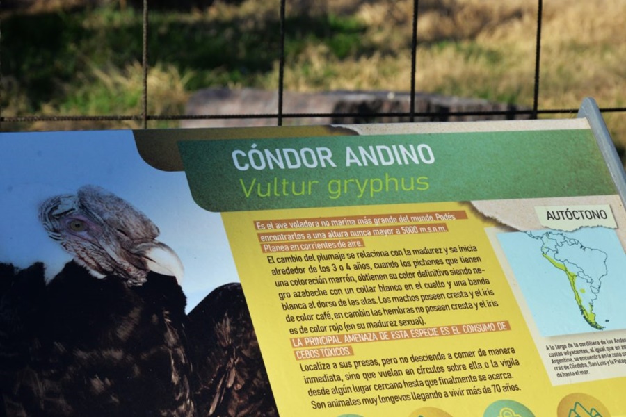 Nuevo nacimiento de cóndor