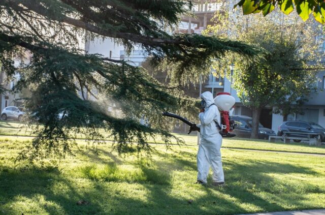 Continúa la fumigación de