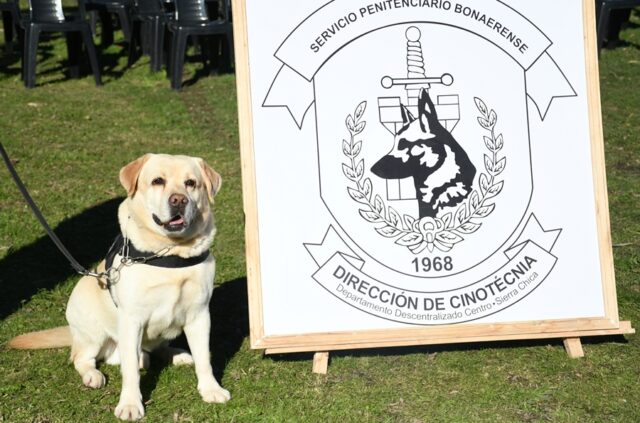 Se jubiló copo un