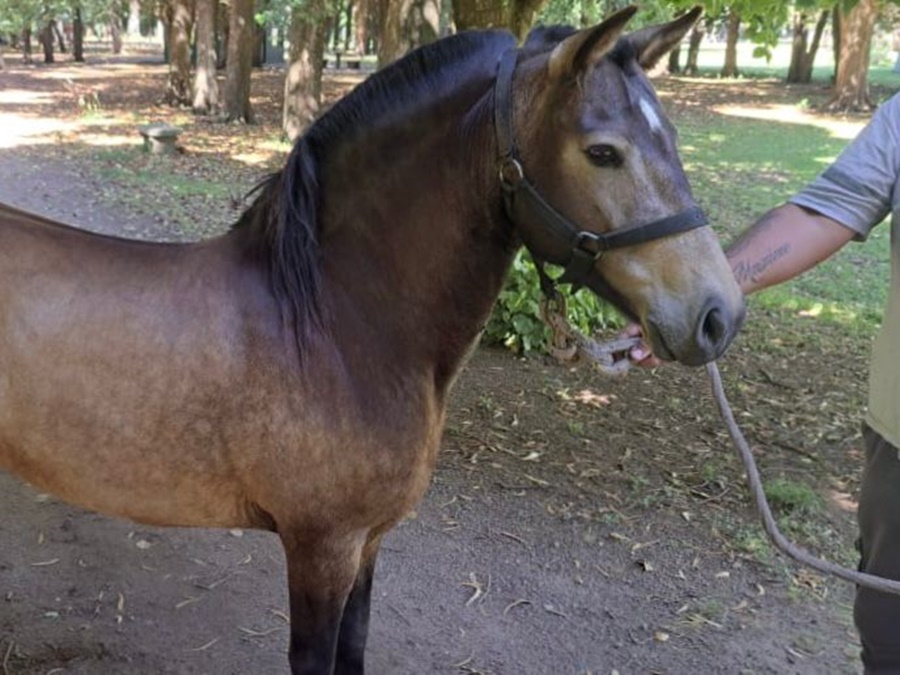 Personal de Protección Ciudadana