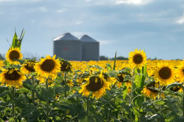 Las exportaciones de la