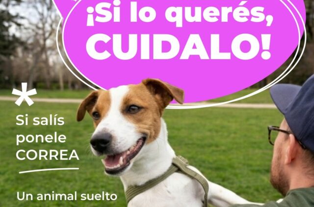 Tu animal y responsabilidad