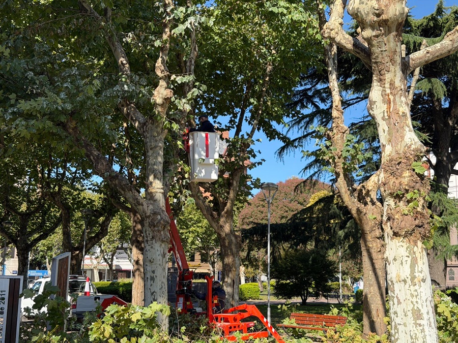 Se inició con la poda