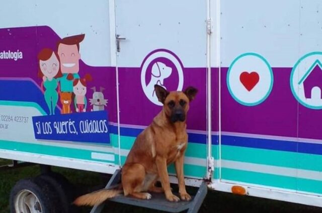 Funcionamiento del Quirófano Veterinario