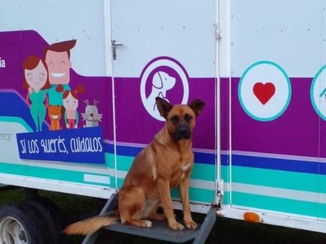 Funcionamiento del Quirófano Veterinario